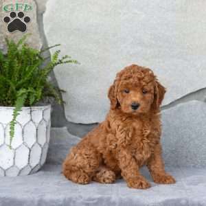 Fraser, Miniature Poodle Puppy